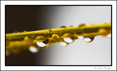 line droplets