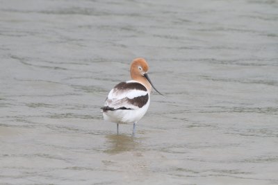 American Avocet