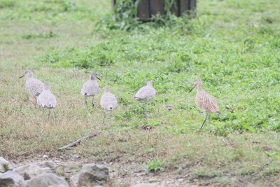 Five Willets with Marbled Godwit