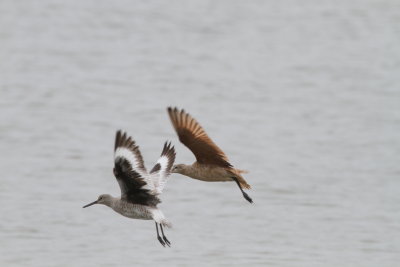 Willet with Godwit