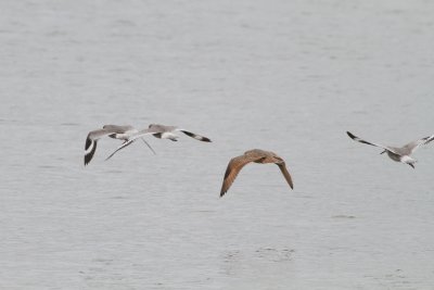 Godwit in flight with Willets. Willets are of the wesern sub-species