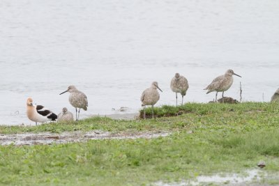 American Avocet with Willets