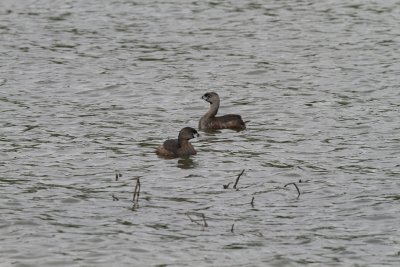 Pied-billed Grebes