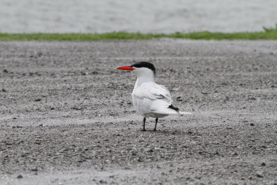 Caspian Tern