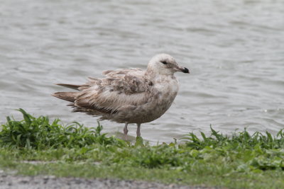 Herring Gull