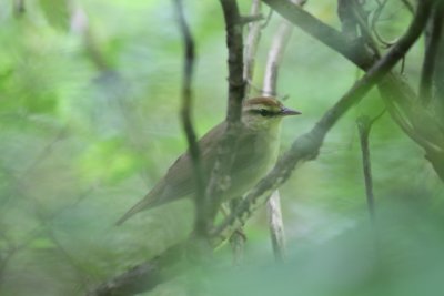 Note the overall brown coloring and large bill.