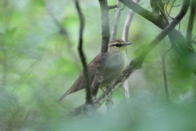 Swainson's Warbler at Shelby Park