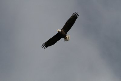 Bald Eagle flyover