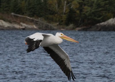 White Pelican flyby