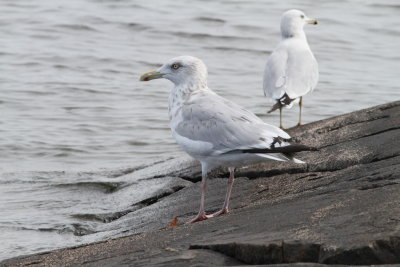 Herring and Ring-billed Gulls