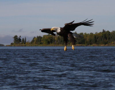 Bald Eagle coming in for fish
