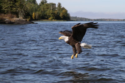 Eagle with talons extended