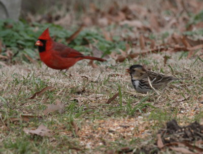 Harris Sparrow with Cardinal