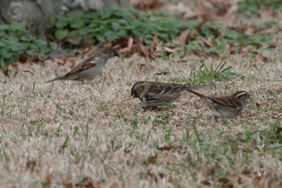 Harris in between House Sparrow and White-throated Sparrow