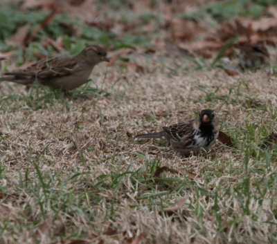 A good look at the black throat and pink bill