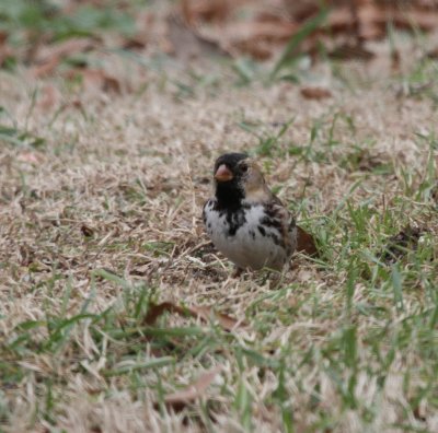 Adult markings of the Harris Sparrow