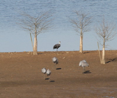 Hooded Crane with Sandhill's in the forground