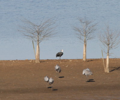 Hooded Crane-note the white head and neck and the darker body