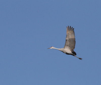 Sandhill Crane