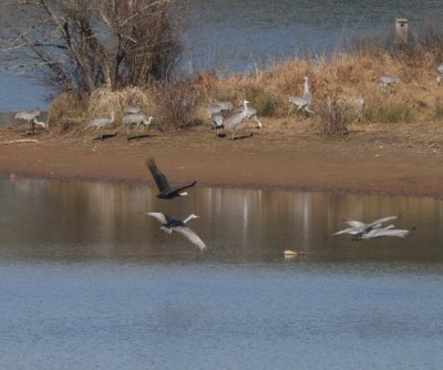 Hooded and Sandhill's flying across the water