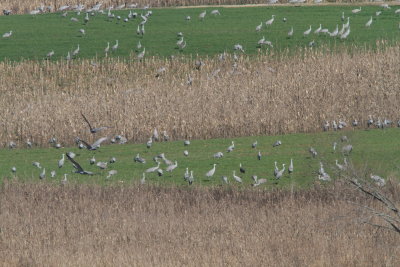 Can you find the Hooded Crane among the Sandhill's?