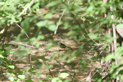 Blue Tit