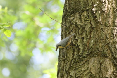 Nuthatch