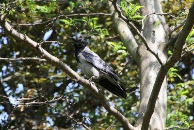 Hooded Crow in city park