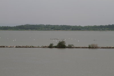 Mute Swans on a refuge east of Bratislava
