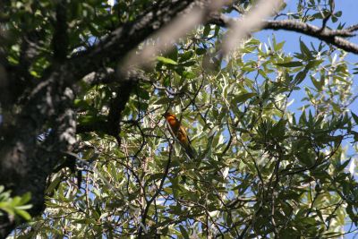 High in the canopy in Madera Canyon. This bird was paired up with a female Western Tanager, which was on a nest.