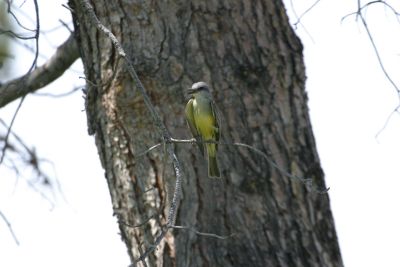 One of several in Kino Springs around the golf course clubhouse. It has a brighter yellow breast and belly and a more notched tail than the Cassin's Kingbird.
