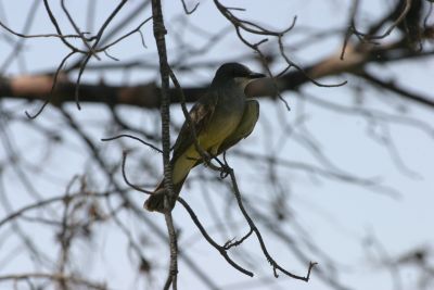 Seen with several Tropical Kingbird's on the Kino Springs golf clubhouse grounds. Note the dark gray breast and squared off tail feathers compared to the Tropical.