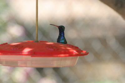 Seen at Beatty's Guest Ranch feeders in Miller Canyon.