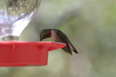 At Beatty's Guest Ranch feeders in Miller Canyon.