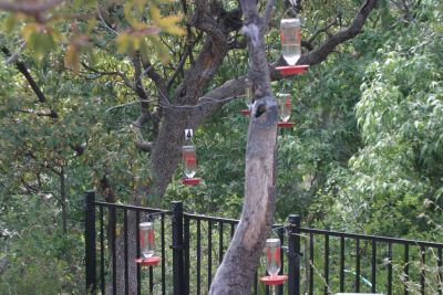 Six species of Hummingbird's (including the White-eared) were flying to and from the feeders. There were many nore feeders to choose from than this. It was a great place to just sit and study the plumages.
