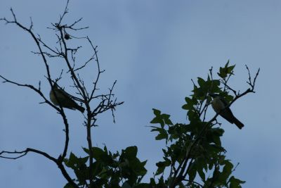 Poor quality photo. We thought we would see more of these noisy birds, but we didn't. These were in Carr Canyon.