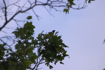 Just a poor documentary shot of a pretty bird.