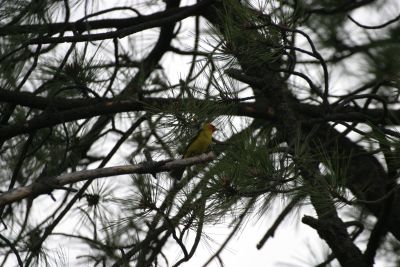 Seen in Carr Canyon in the Reef Campground.