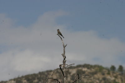 Perched on snag high up on Carr Canyon road.