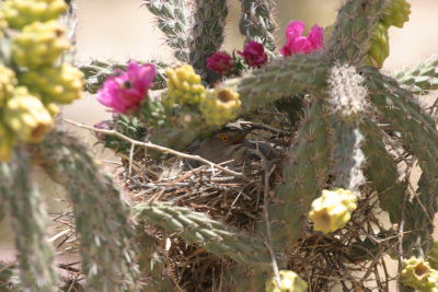 On nest in Cholla at entrance to San Pedro House near parking lot, right where people walk by!