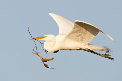 Great egret with nesting material_T0L8884.jpg