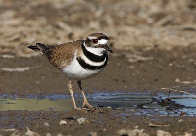 Killdeer_T0L8260.jpg