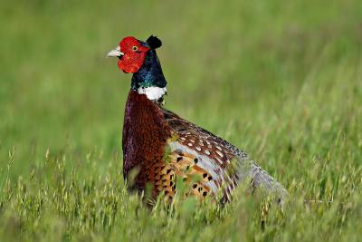 Ring necked pheasant FB3B7828.jpg