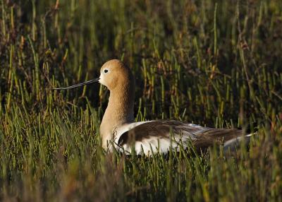 Avocet on nest_T0L9248.jpg