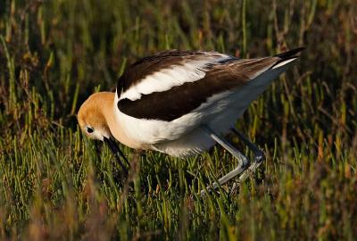 Avocet sitting down on eggs_T0L9284.jpg