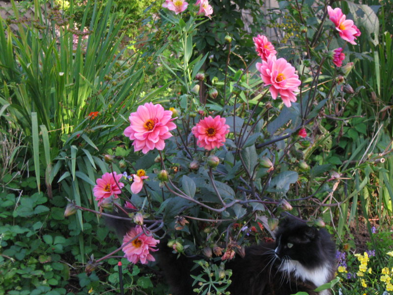 Spits in flowers.JPG
