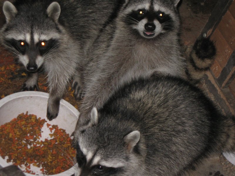 Raccoons.JPG