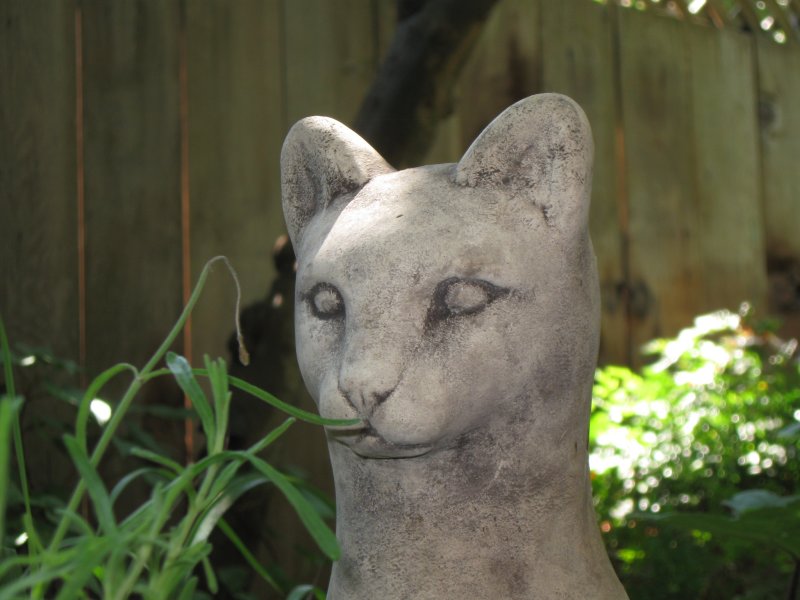 Stone Cat.JPG