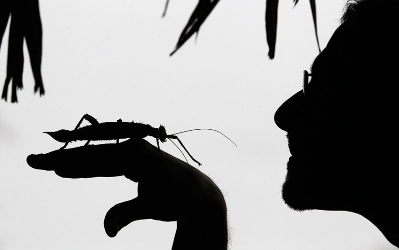 Insect-inspection-O.jpg