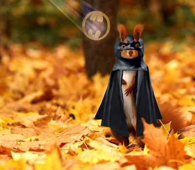 Bat-Squirrel.jpg